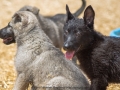 Silver Mountain German Shepherds Puppies for sale