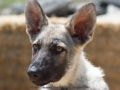 Silver Mountain German Shepherds Puppies for sale