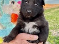 Silver Mountain German Shepherds Puppies for sale