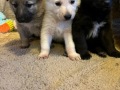 Silver Mountain German Shepherds Puppies for sale