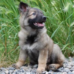 3/4 Coat Female German Shepherd Puppy