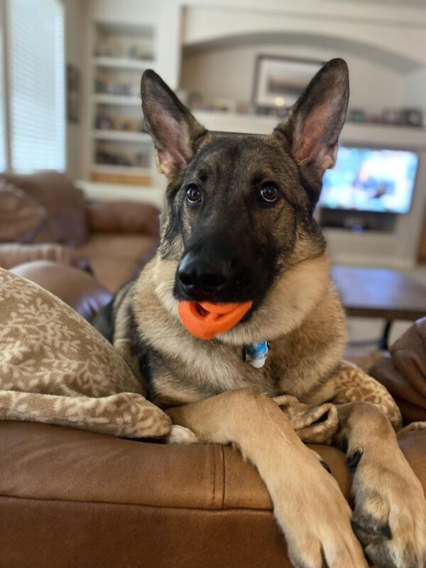 Silver Mountain GSD Dog