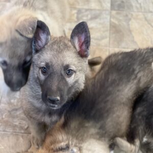 GSD Puppies