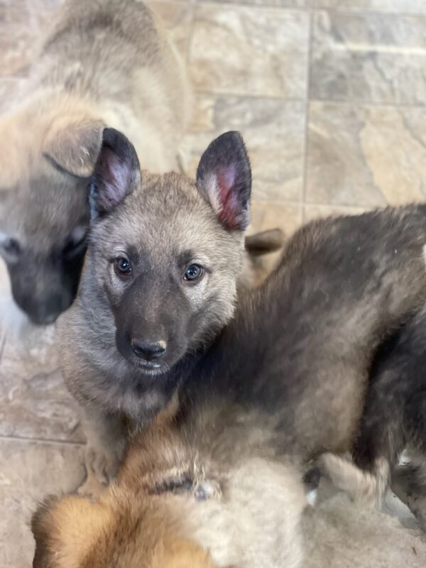 GSD Puppies