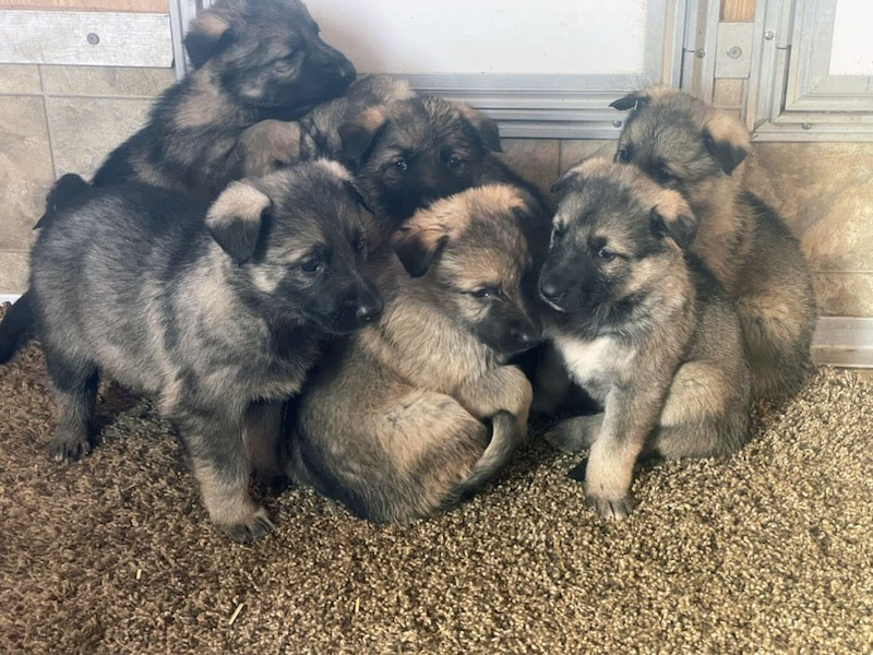 Silver german shepherd clearance puppies for sale