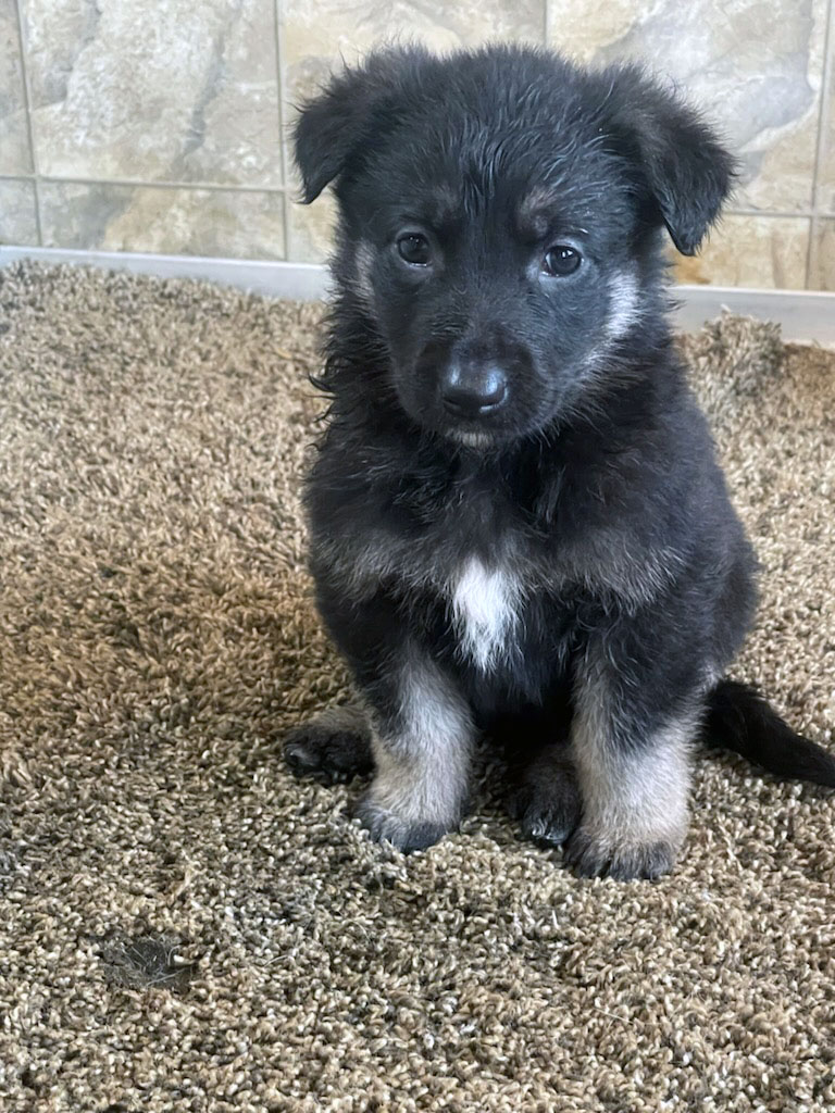 Silver Mountain Shepherd Puppies