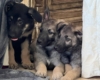 Sliver Mountain German Shepherds puppies available