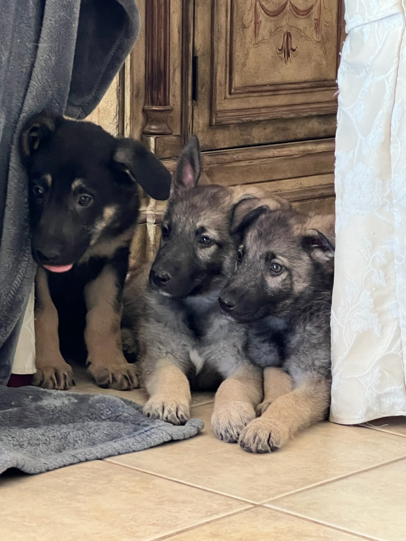 Sliver Mountain German Shepherds puppies available