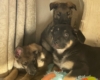 Sliver Mountain German Shepherds puppies available now, you wont find better puppies