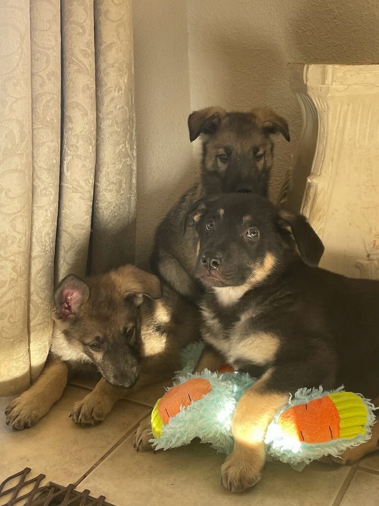 Sliver Mountain German Shepherds puppies available now, you wont find better puppies