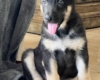 Sliver Mountain German Shepherds puppies available