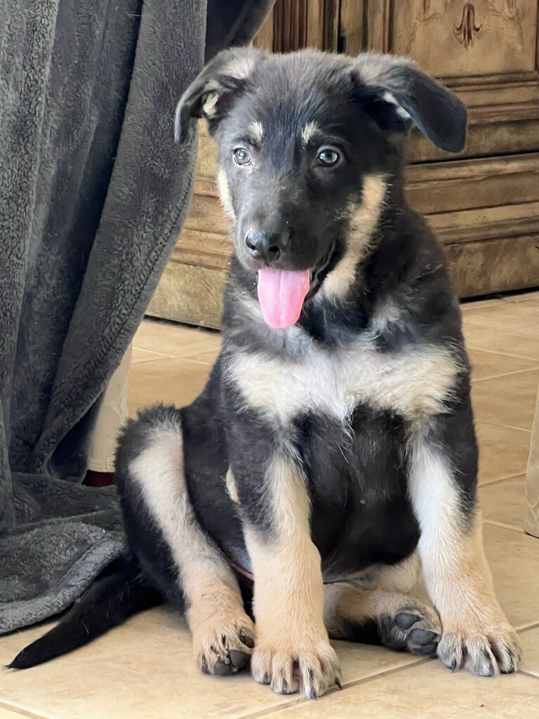 Sliver Mountain German Shepherds puppies available