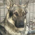 Silver Mountain German Shepherd Rescue